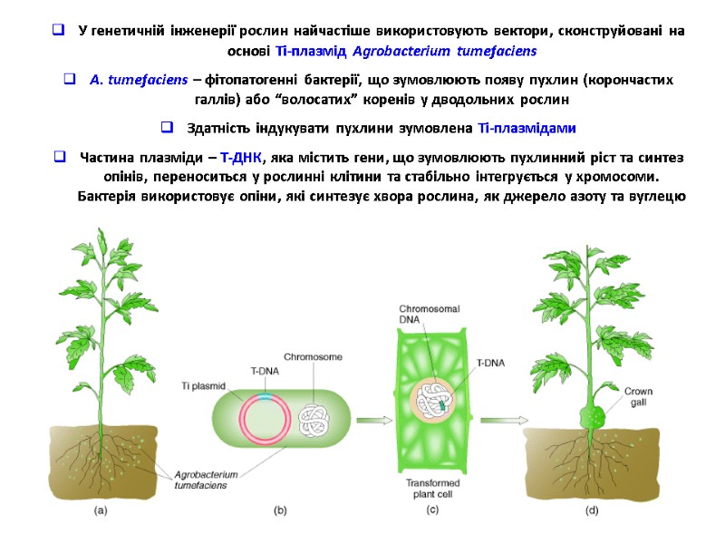 У генетичній інженерії рослин найчастіше використовують вектори, сконструйовані на основі Ті-плазмід Agrobacterium tumefaciens А.